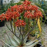 Aloe hereroensis ©JLcoll.300.JPG